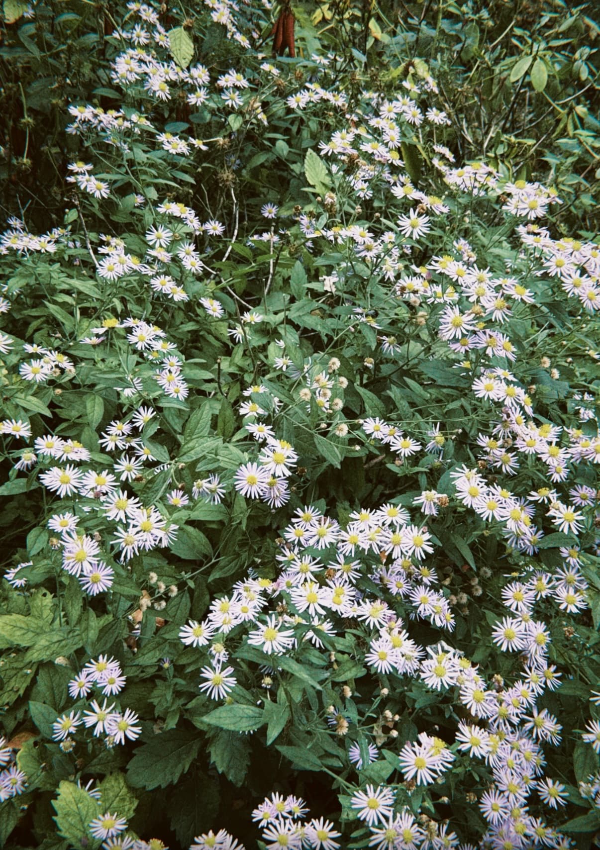 Fresh flowers at a workshop