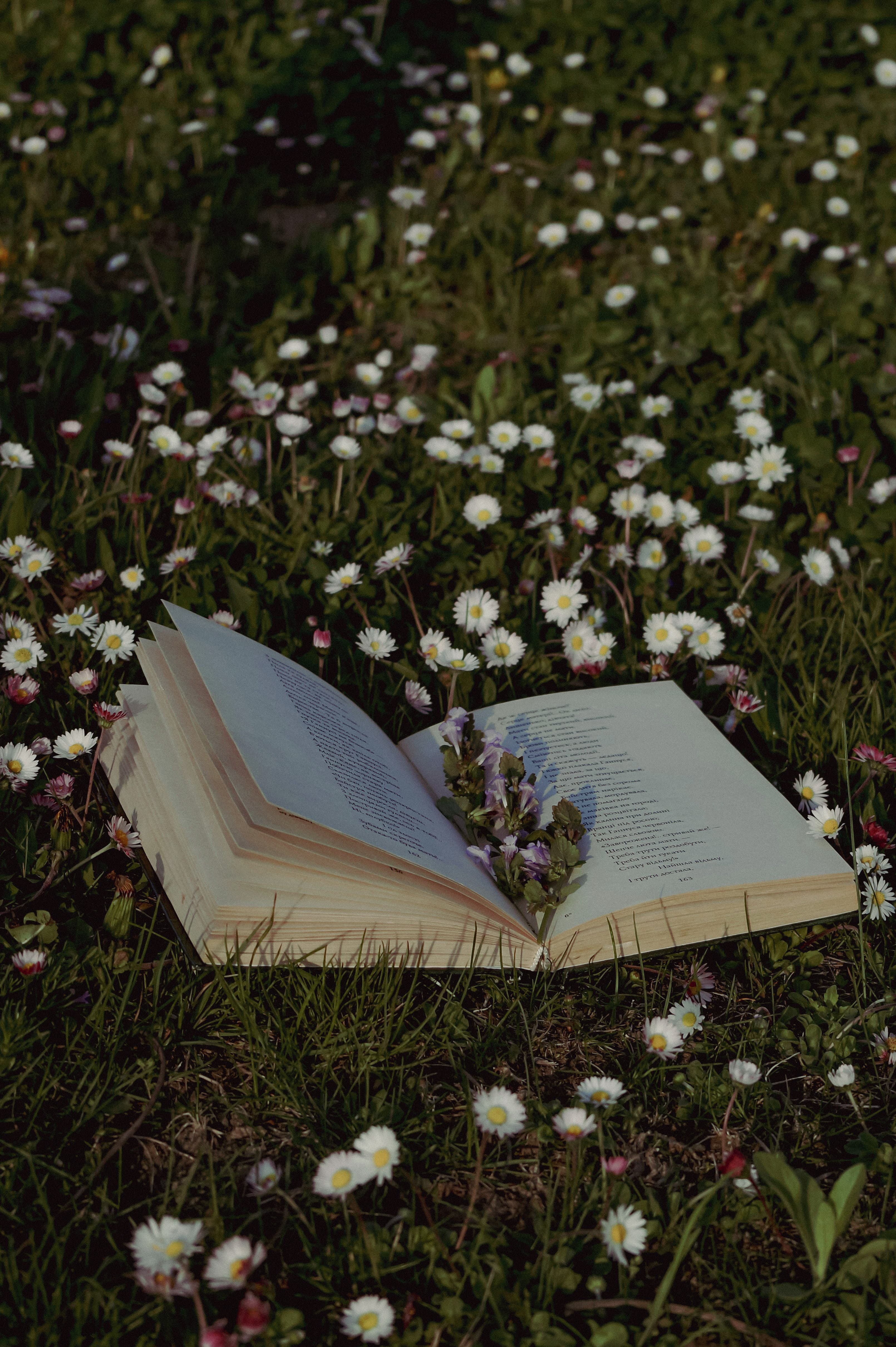 A book club reading outside in summer