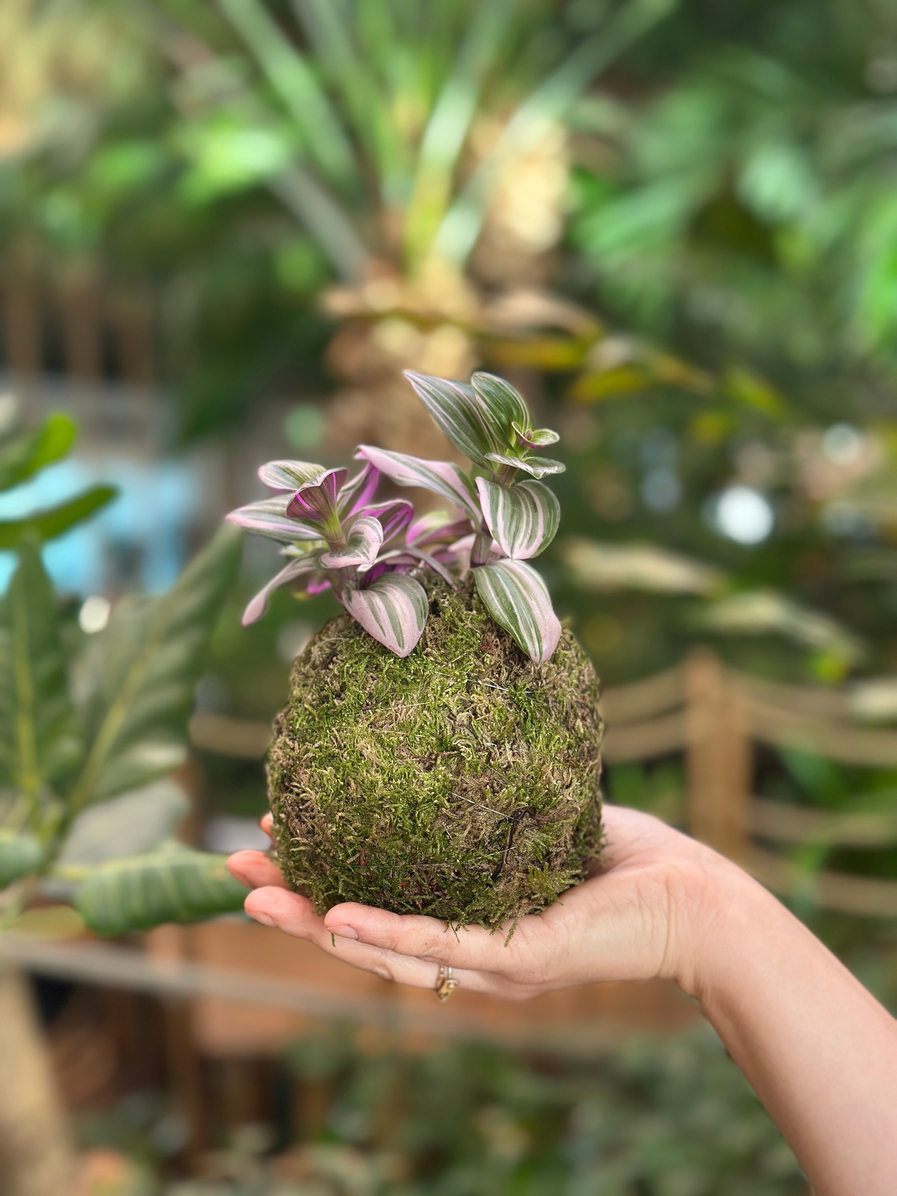 Kokedama workshop