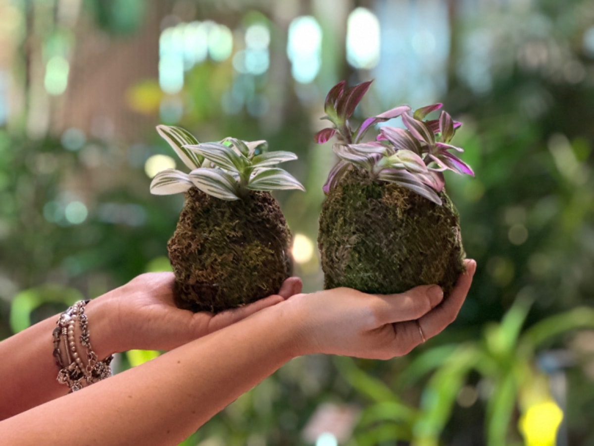 Kokedama workshop in Den Haag @Dille and Kamille shop