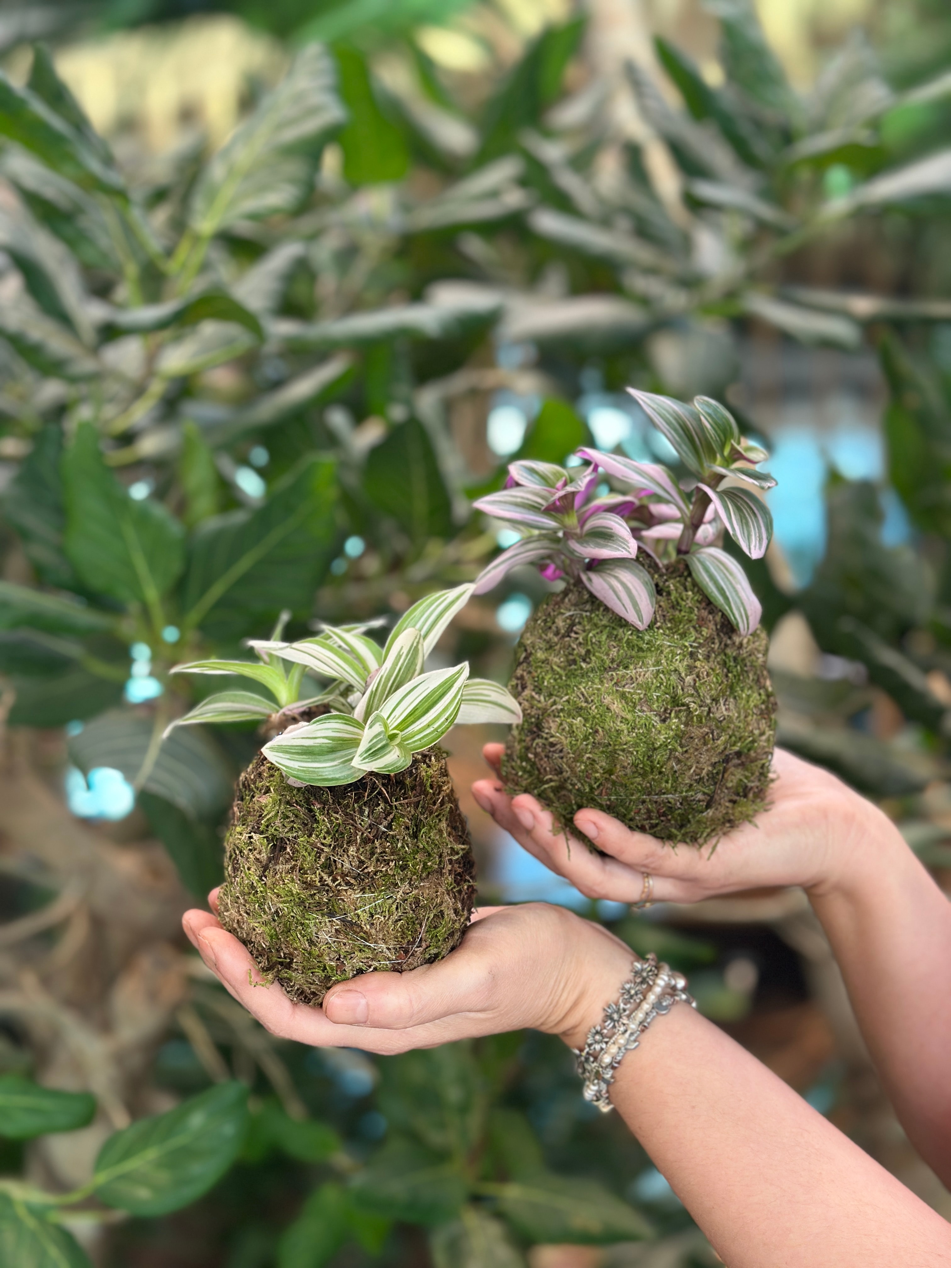 Make your own kokedama